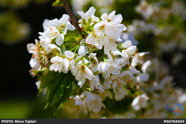باغ گیاه شناسی_ تاجداری