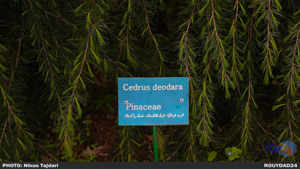 باغ گیاه شناسی_ تاجداری