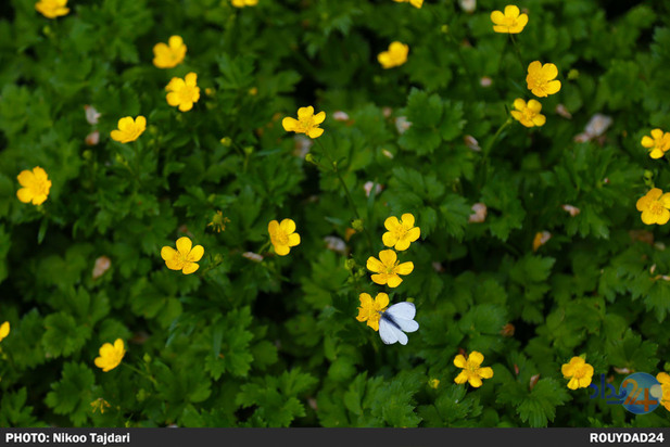 باغ گیاه شناسی_ تاجداری