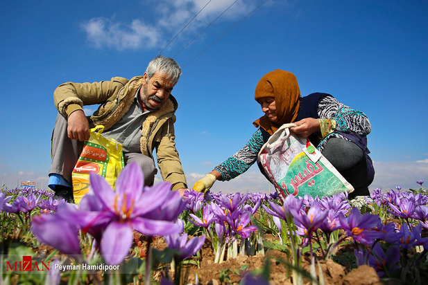 برداشت زعفران