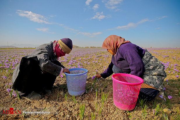 برداشت زعفران