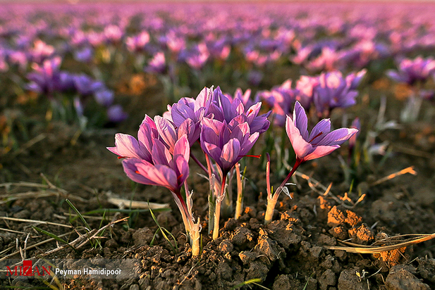 برداشت زعفران