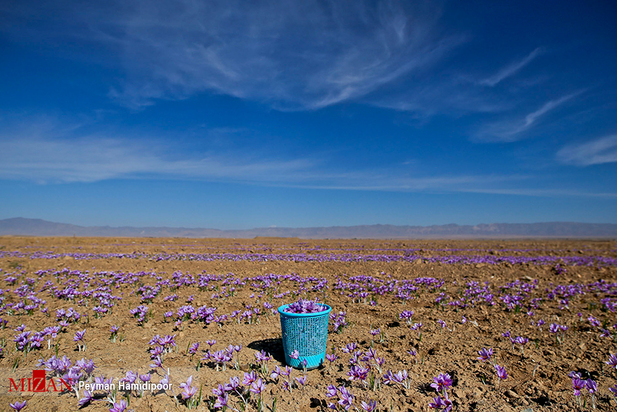 برداشت زعفران