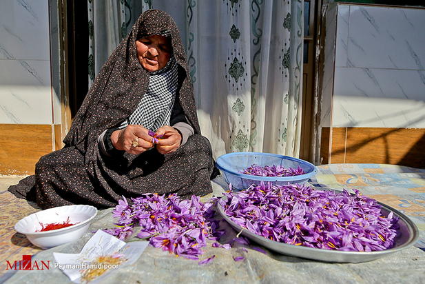 برداشت زعفران