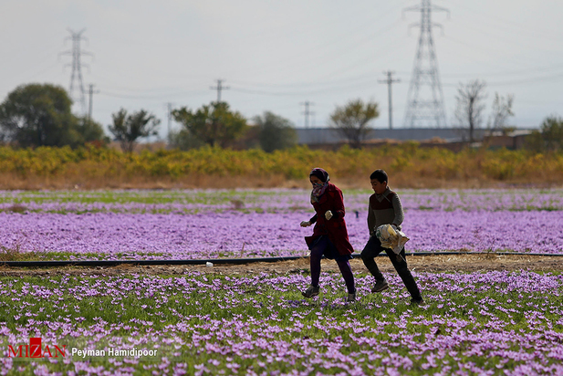 برداشت زعفران