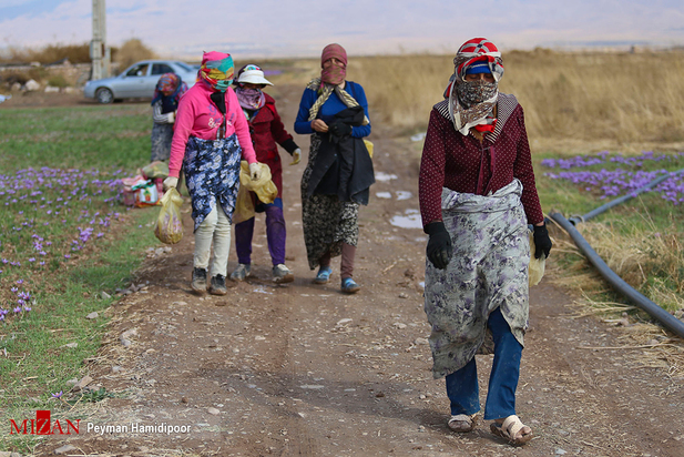 برداشت زعفران