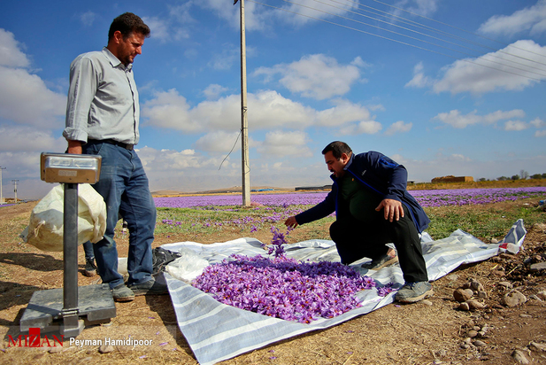 برداشت زعفران
