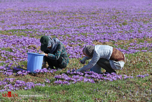 برداشت زعفران
