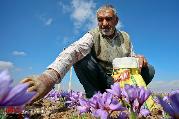 برداشت زعفران