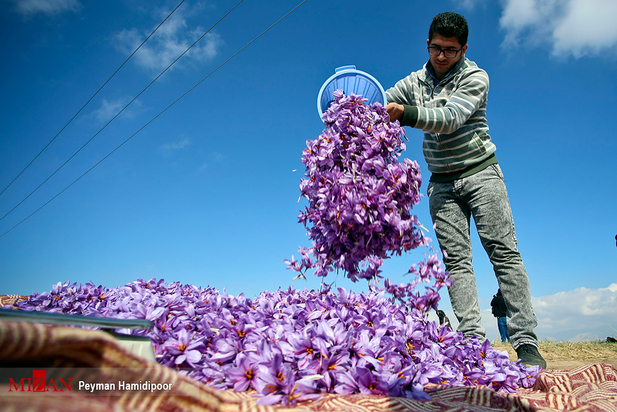 برداشت زعفران
