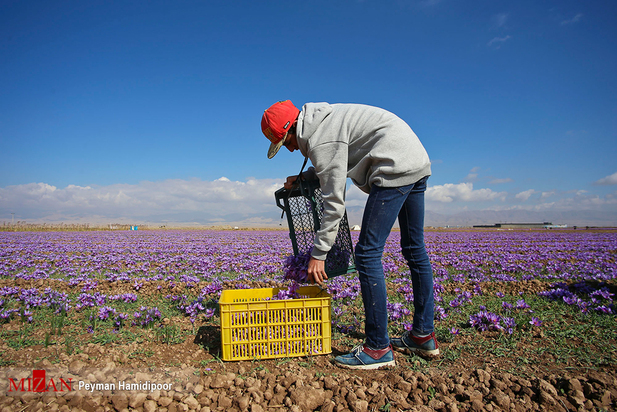 برداشت زعفران