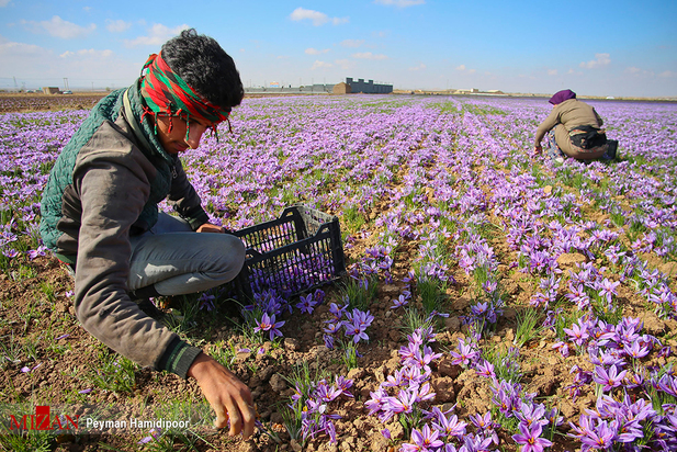 برداشت زعفران