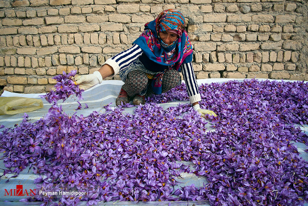 برداشت زعفران