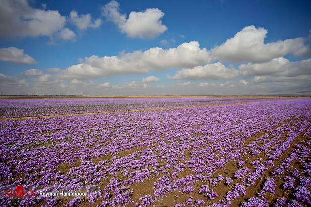 برداشت زعفران