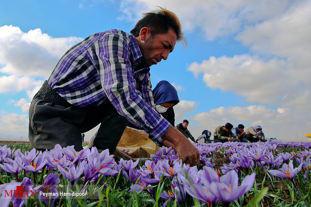 برداشت زعفران