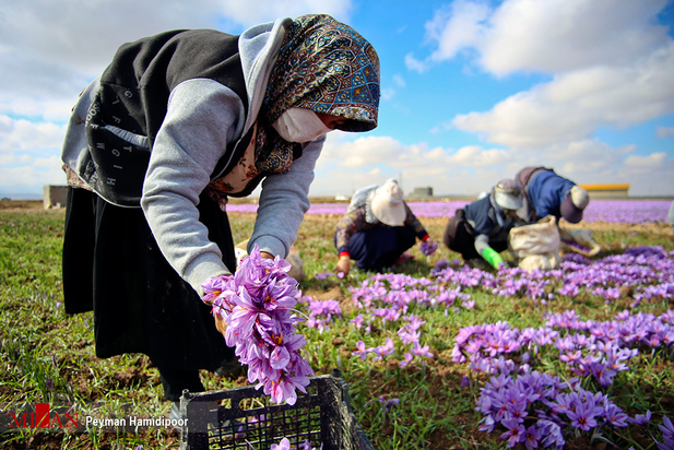 برداشت زعفران