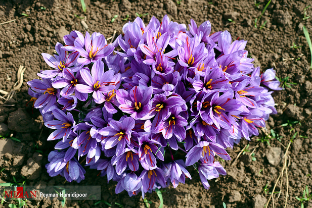 برداشت زعفران