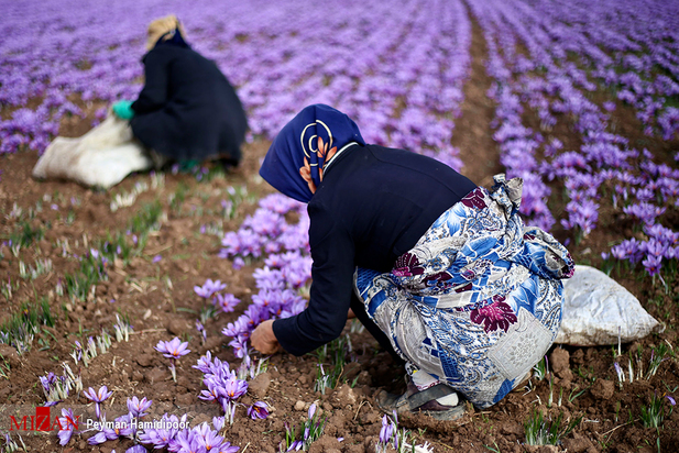 برداشت زعفران