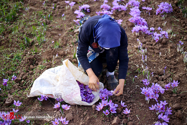 برداشت زعفران