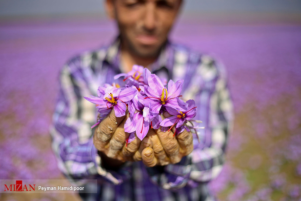 برداشت زعفران