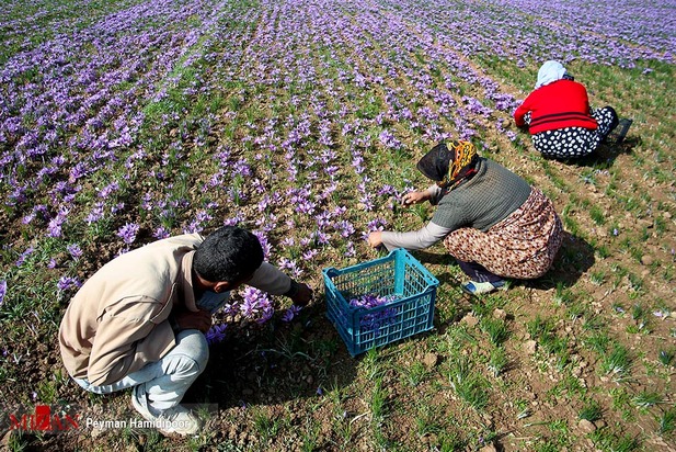برداشت زعفران