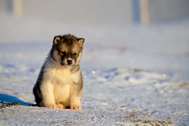 عکاسی در گرینلند