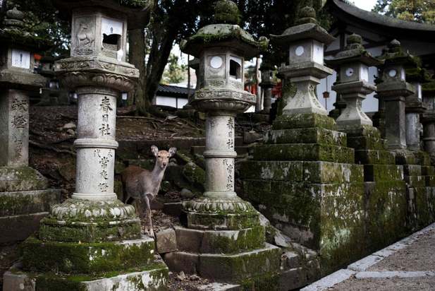 تصاویری از جهان حیوانات