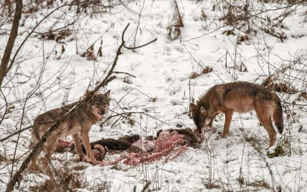 تصاویری از جهان حیوانات