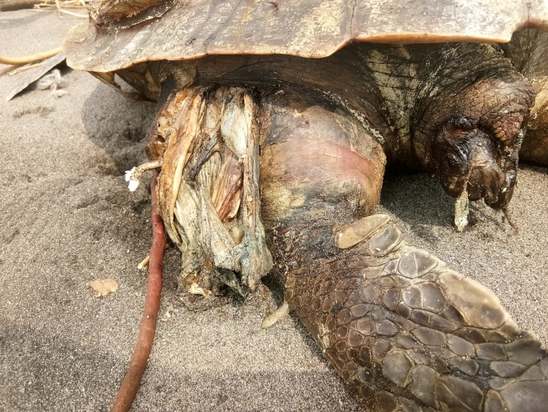 تصاویری از جهان حیوانات