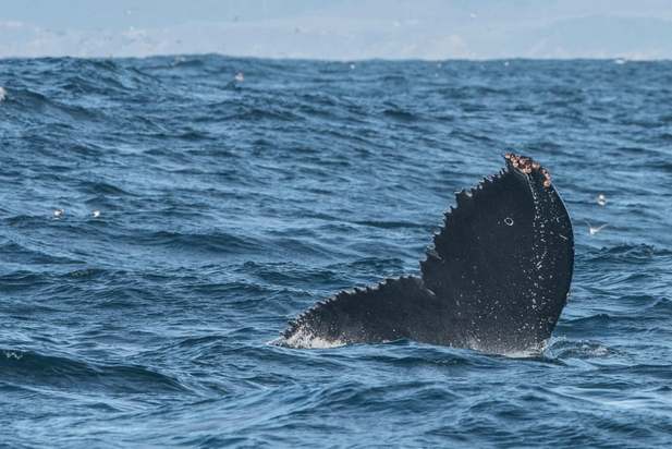 تصاویری از جهان حیوانات