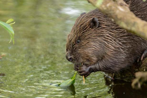 تصاویری از جهان حیوانات