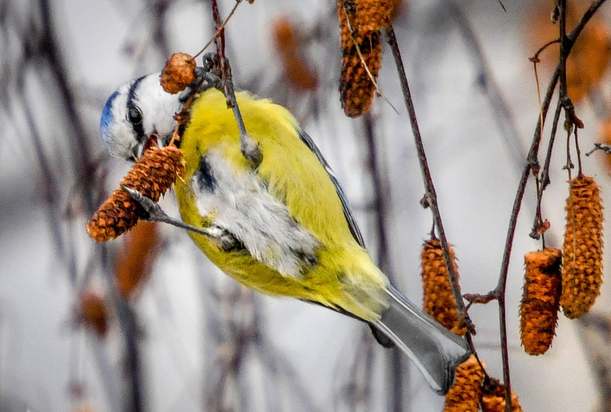 تصاویری از جهان حیوانات