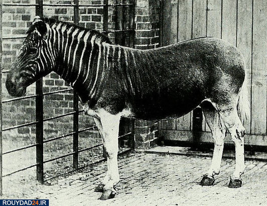 با دیدن این تصاویر دیگر حرفی برای گفتن نمی ماند .