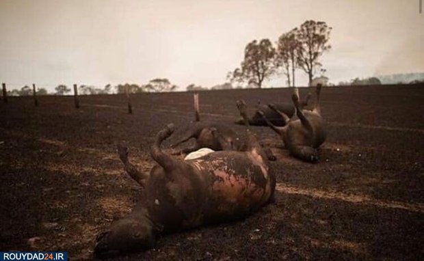 آتشسوزی استرالیا