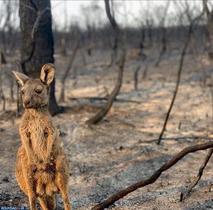 آتشسوزی استرالیا