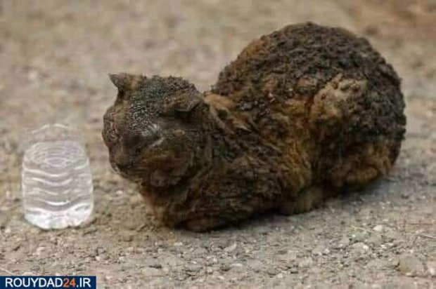 آتشسوزی استرالیا