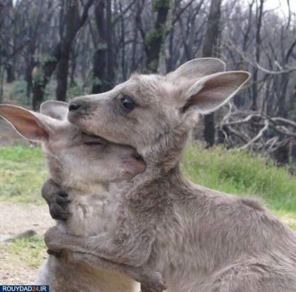 آتشسوزی استرالیا