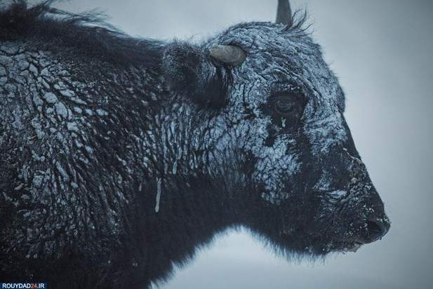 تصاویری از فلات تبت ، قطب سوم جهان 