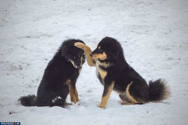 تصاویری از فلات تبت ، قطب سوم جهان 
