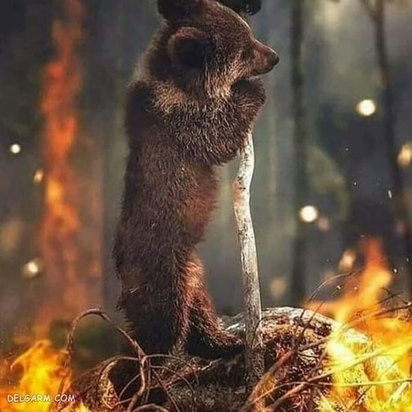 سوختن حیوانات