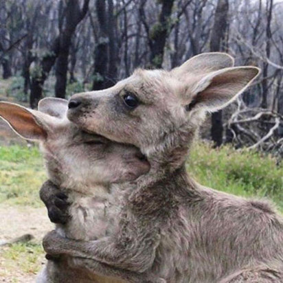 سوختن حیوانات