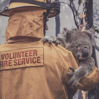 سوختن حیوانات