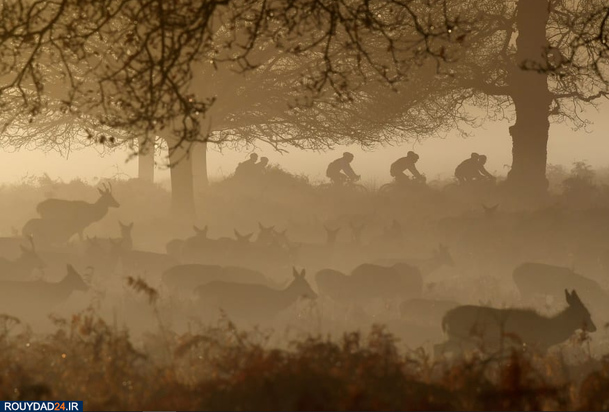 تصویر هفته اول سال 2020