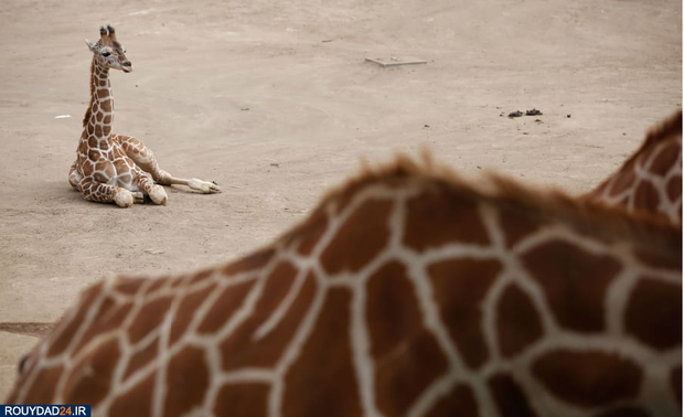 تصویر هفته اول سال 2020