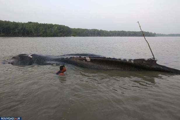 بهترین تصاویر روز یکشنبه