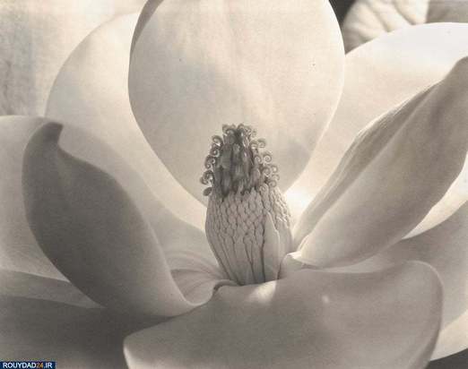 تاریخ عکاسی در دانشگاه توترودام