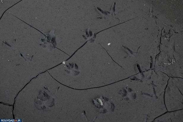 فوران آتشفشان فیلیپین