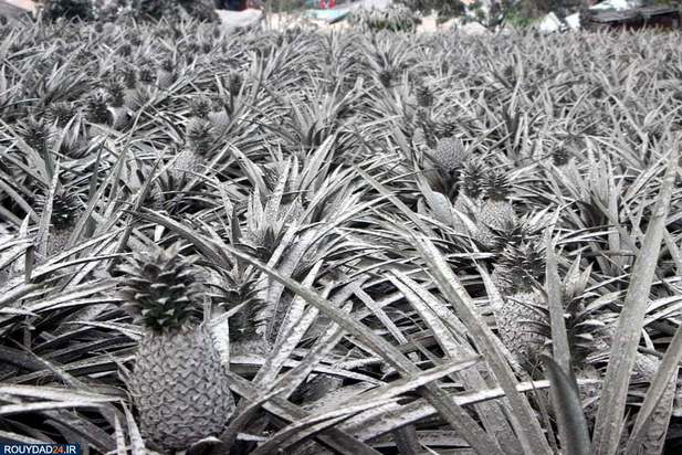 فوران آتشفشان فیلیپین