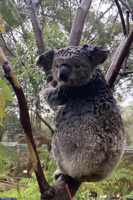 باران شدید در استرالیا بدنبال آتش سوزیهای ویرانگر اخیر