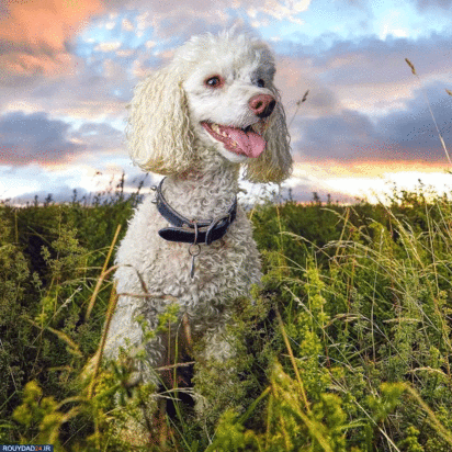 عکاسی اینستاگرامی